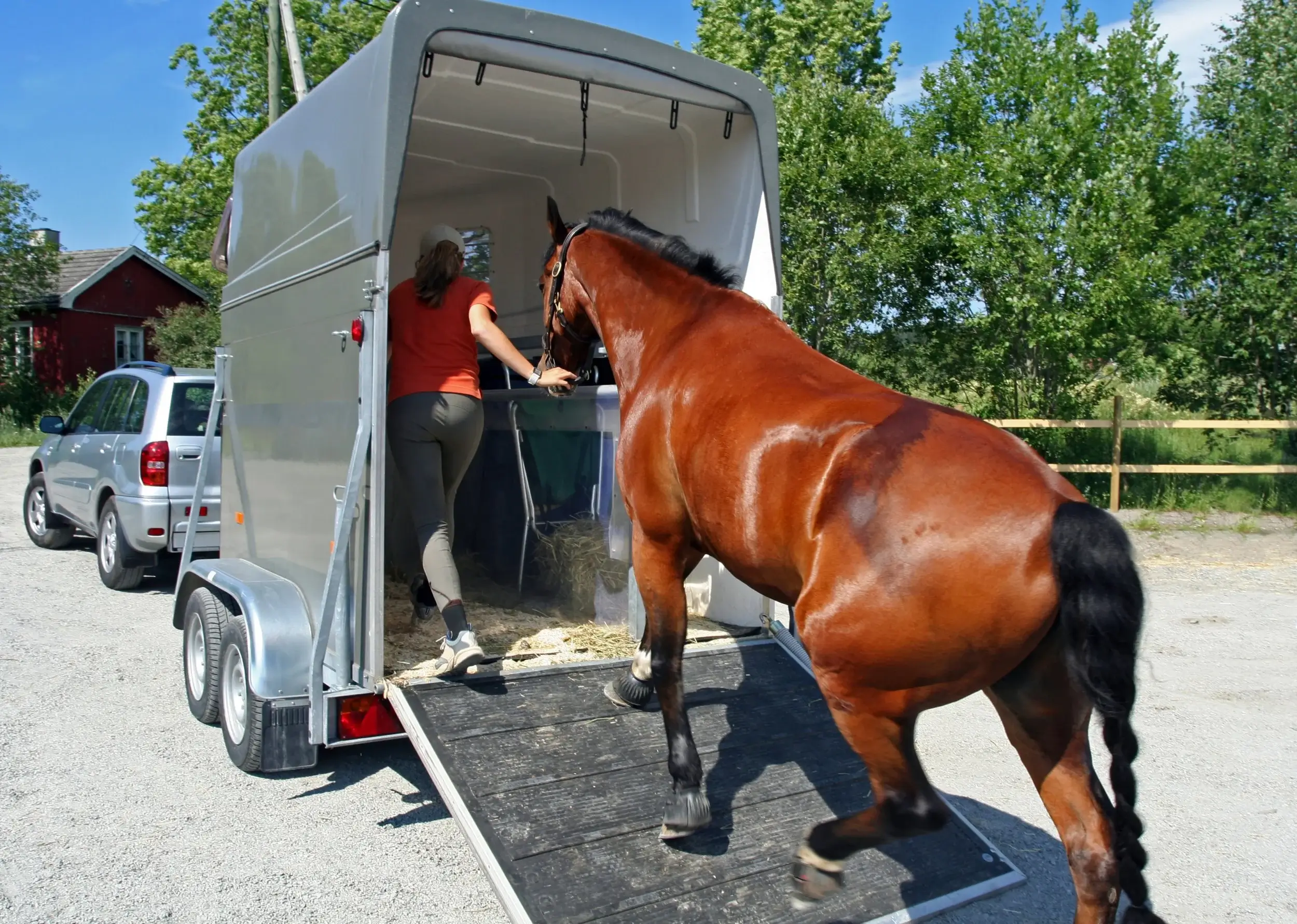 problème transport cheval van