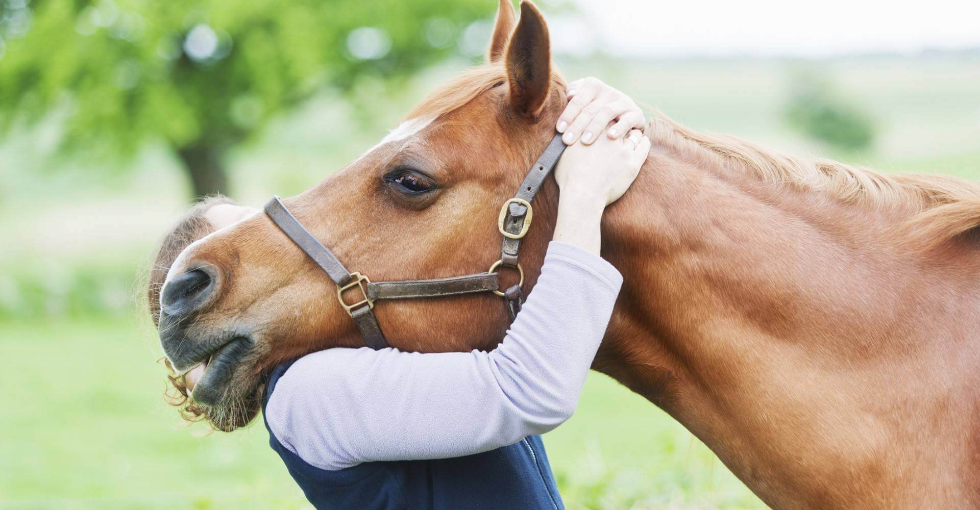 cheval et humain heureux